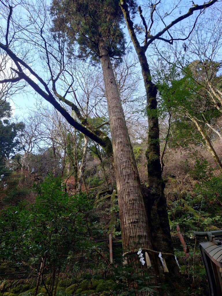 奥宮の連理の杉の全体の様子　楓と杉が和合した珍しい神木