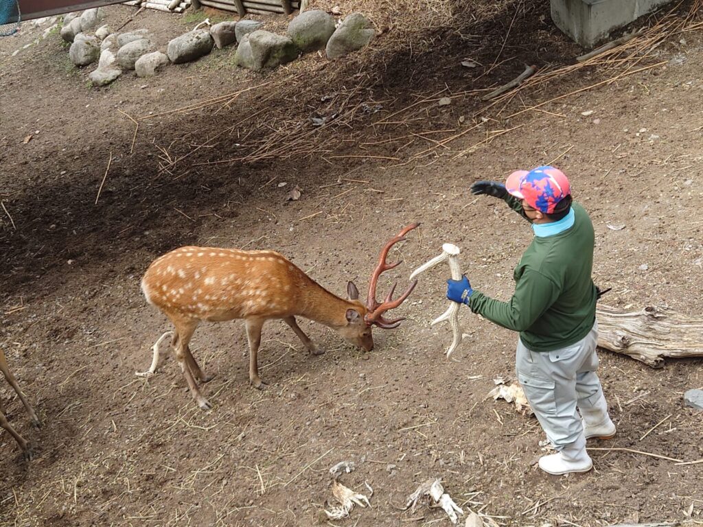 旭山動物園のエゾシカ　飼育員さんが角の生え変わりなど、エゾシカの生体について説明している